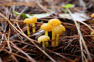 Hygrocybe flavescens(淺黃褐濕傘)