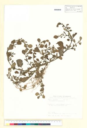 <a href="https://brmas.openmuseum.tw/muse/digi_object/3807a2fae161dc1aca023b8e71273343" target="_blank">假海馬齒／中央研究院生物多樣性研究博物館植物標本館 (HAST)</a>