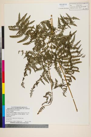 <a href="https://brmas.openmuseum.tw/muse/digi_object/380e6c22e4ddcb890db3ac1e69b6cf88" target="_blank">姬蕨屬／中央研究院生物多樣性研究博物館植物標本館 (HAST)</a>