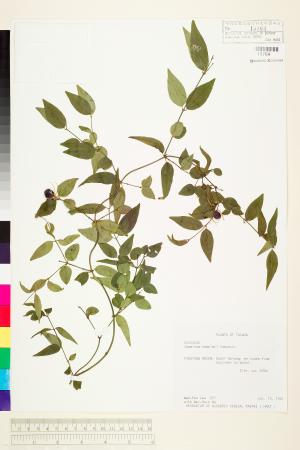 <a href="https://brmas.openmuseum.tw/muse/digi_object/3813c934c32ff63c1f11e0f5ed6de5c2" target="_blank">山素英／中央研究院生物多樣性研究博物館植物標本館 (HAST)</a>