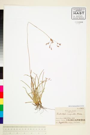 <a href="https://brmas.openmuseum.tw/muse/digi_object/3818efd6960608ce51ae0590afce21bd" target="_blank">紫穗飄拂草／中央研究院生物多樣性研究博物館植物標本館 (HAST)</a>
