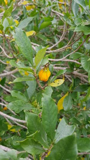 <a href="https://taieol.tw/muse/digi_object/774568b06ae5982ebbf4654cafbd096a" target="_blank">山黃梔／By：dayacat／iNaturalist</a>