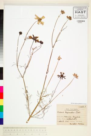 <a href="https://brmas.openmuseum.tw/muse/digi_object/381c7685d4d1bdca74ec9c459b2bd79c" target="_blank">大波斯菊／中央研究院生物多樣性研究博物館植物標本館 (HAST)</a>