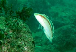 <a href="https://fishdb.sinica.edu.tw/muse/digi_object/b489467956e89a90a9311217106c4824" target="_blank">Suezichthys gracilis@fishdb-media-9745／蔡正一</a>