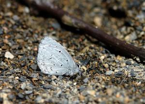 20091006_345701_Celastrina lavendularis himilcon_a (2).jpg