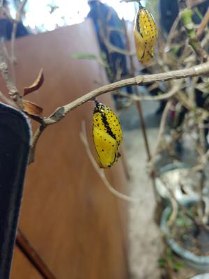 <a href="https://taieol.tw/muse/digi_object/0cc55c88d6463ce548ab56869ca238e2" target="_blank">大白斑蝶／By：johnsonchen／iNaturalist</a>
