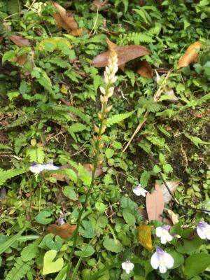 <a href="https://taieol.tw/muse/digi_object/012406babbdba9f5903570d6f5075f31" target="_blank">束心蘭／By：shihhsien／iNaturalist</a>
