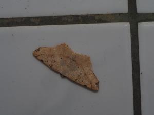 <a href="https://taieol.tw/muse/digi_object/a174cd3014bbedcb03cdad15b1bd8405" target="_blank">Pareclipsis umbrata／By：max822／iNaturalist</a>