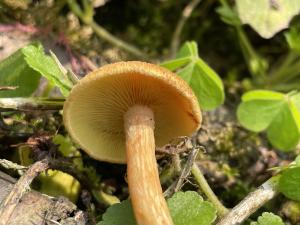 <a href="https://taieol.tw/muse/digi_object/95ea8990dc8a70b87d0a6e6c4d5658a6" target="_blank">Gymnopilus sapineus／By：balawu／iNaturalist</a>