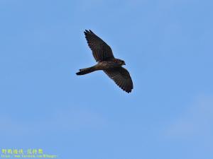 <a href="https://taieol.tw/muse/digi_object/221b8fb23475c2a619e95beab8fcca06" target="_blank">紅隼／By：kinmatsu／iNaturalist</a>