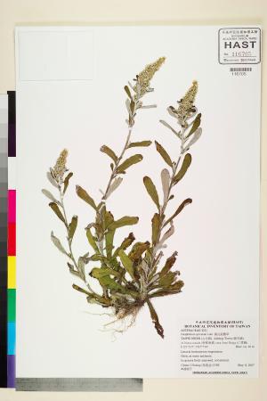 <a href="https://brmas.openmuseum.tw/muse/digi_object/38c21c218fa6e84011e67a5997dfae93" target="_blank">裏白鼠麴草／中央研究院生物多樣性研究博物館植物標本館 (HAST)</a>