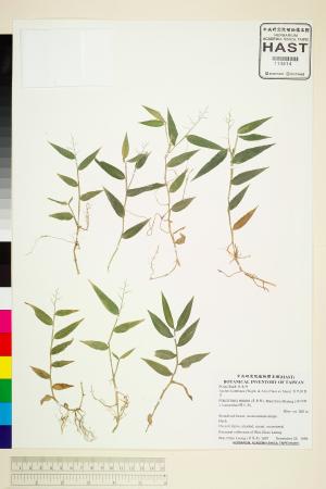 <a href="https://brmas.openmuseum.tw/muse/digi_object/38d975044d67431643fa1f6b3c9b42bf" target="_blank">肯氏柳葉箬／中央研究院生物多樣性研究博物館植物標本館 (HAST)</a>