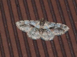 <a href="https://taieol.tw/muse/digi_object/2c551f9fbf31efa14566a6f67a309d70" target="_blank">Satoblephara owadai／By：max822／iNaturalist</a>