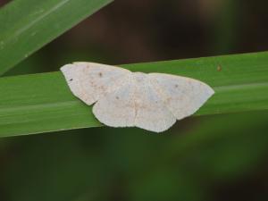 <a href="https://taieol.tw/muse/digi_object/7bd0596b2098f391f3cbe50eb3b1d9b6" target="_blank">Somatina plynusaria／By：ronin47／iNaturalist</a>