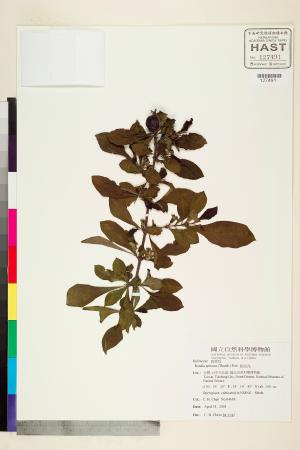 <a href="https://brmas.openmuseum.tw/muse/digi_object/38eb7ed93bc8b5d92762c5db78e663ac" target="_blank">對面花／中央研究院生物多樣性研究博物館植物標本館 (HAST)</a>