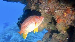 <a href="https://taieol.tw/muse/digi_object/30601aae036a01ffabc5acfd9ab46f8c" target="_blank">尖吻棘鱗魚／By：r_lai／iNaturalist</a>