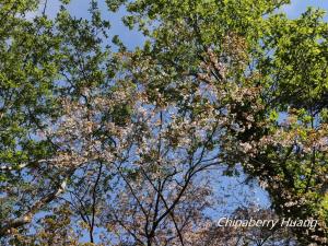 <a href="https://taieol.tw/muse/digi_object/c17192daae02ab76add3a16bd1dd2121" target="_blank">阿里山櫻花／By：chinaberryhuang／iNaturalist</a>