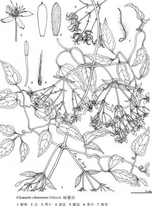 <a href="https://taieol.tw/muse/digi_object/b2ba386a09ce2c81ae95d53914589ba0" target="_blank">威靈仙／By：金門植物誌／金門國家公園管理處</a>