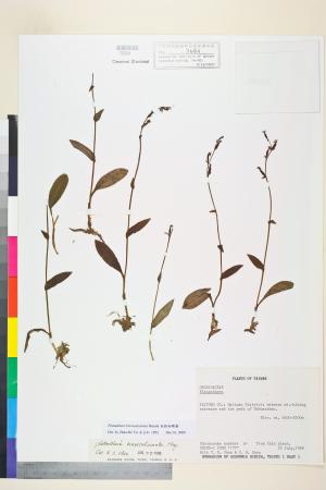<a href="https://brmas.openmuseum.tw/muse/digi_object/391e31341bbe74a43914692ea849a48a" target="_blank">短距粉蝶蘭／中央研究院生物多樣性研究博物館植物標本館 (HAST)</a>