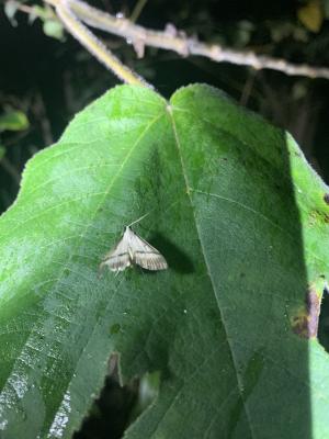 <a href="https://taieol.tw/muse/digi_object/383f8c1ec3dc44da83a08fa218bd293a" target="_blank">Bradina diagonalis／By：yuluhuang／iNaturalist</a>