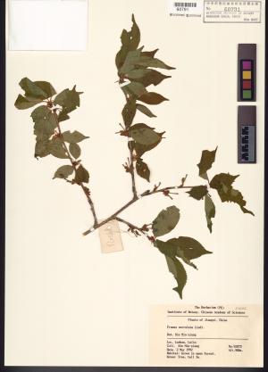 <a href="https://brmas.openmuseum.tw/muse/digi_object/392426bdf25b1ee0d787cbf3567f61d0" target="_blank">小櫻桃(鋸緣櫻)／中央研究院生物多樣性研究博物館植物標本館 (HAST)</a>