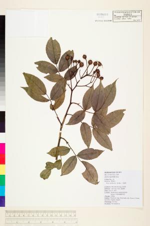 <a href="https://brmas.openmuseum.tw/muse/digi_object/3927b1ade9ab718cc20c76343ed70bab" target="_blank">山薔薇／中央研究院生物多樣性研究博物館植物標本館 (HAST)</a>