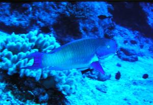<a href="https://fishdb.sinica.edu.tw/muse/digi_object/f7e54bae886ae87da89a80d944b34c7b" target="_blank">Chlorurus microrhinos@fishdb-media-4231／郭道仁</a>