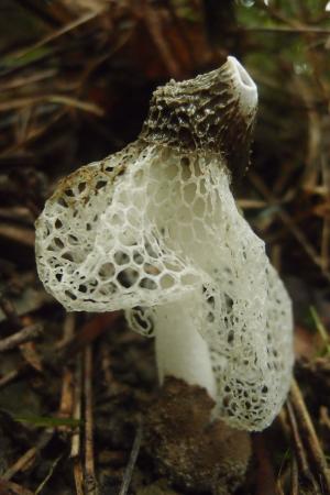 Phallus indusiatus(長裙鬼筆)