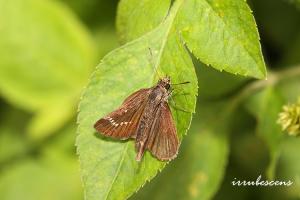 <a href="https://taieol.tw/muse/digi_object/b429f5f57c613761a05e4f918b8b6d28" target="_blank">弧弄蝶／By：台灣蝴蝶保育學會／台灣蝴蝶保育學會</a>