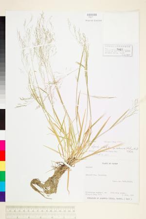 <a href="https://brmas.openmuseum.tw/muse/digi_object/394dee3756a42472d40f07e08b6c29d8" target="_blank">翦股穎／中央研究院生物多樣性研究博物館植物標本館 (HAST)</a>