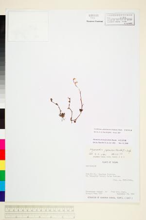 <a href="https://brmas.openmuseum.tw/muse/digi_object/396d634a56f9eaef19c180df0eab0bee" target="_blank">紫葉旗唇蘭／中央研究院生物多樣性研究博物館植物標本館 (HAST)</a>