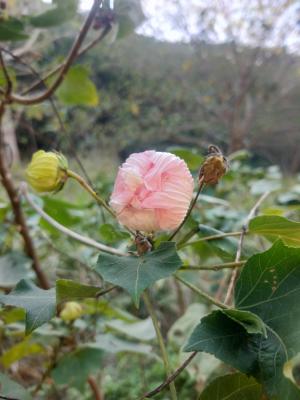 <a href="https://taieol.tw/muse/digi_object/9944e1e7fd19144566addd5f6b5bd63b" target="_blank">山芙蓉／By：autumncho／iNaturalist</a>