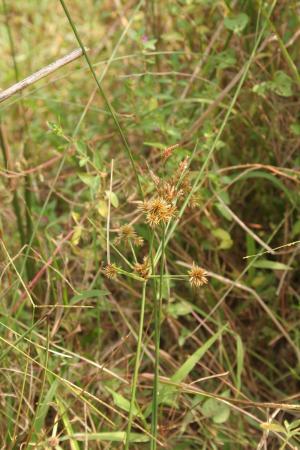 密穗磚子苗-Cyperaceae莎草科-磚子苗屬-Mariscus compactus-20081029嘉義-彌陀溼地-單子葉-IMG_2067