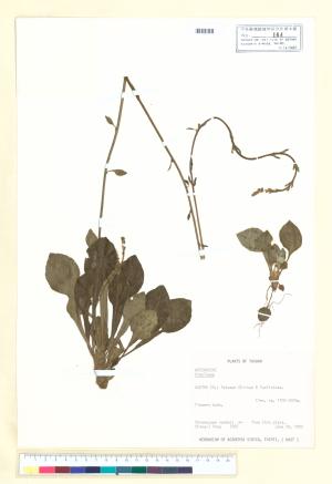 <a href="https://brmas.openmuseum.tw/muse/digi_object/398d10523988e6d45a0a40ad6ef9cc72" target="_blank">鬼督郵屬／中央研究院生物多樣性研究博物館植物標本館 (HAST)</a>