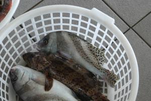 <a href="https://taieol.tw/muse/digi_object/7bbf2d794b1687f41e36e449591b9738" target="_blank">點帶石斑魚／By：tern911／iNaturalist</a>