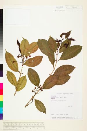 <a href="https://brmas.openmuseum.tw/muse/digi_object/39bb56a3e623cc9fe6f440dd7f29e088" target="_blank">蘭嶼赤楠／中央研究院生物多樣性研究博物館植物標本館 (HAST)</a>