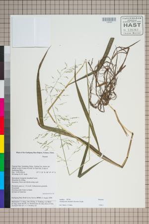 <a href="https://brmas.openmuseum.tw/muse/digi_object/39bd865afec4339b102c3d6cd4bf532a" target="_blank">溝稃草／中央研究院生物多樣性研究博物館植物標本館 (HAST)</a>