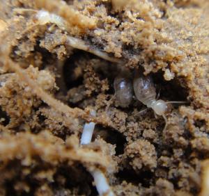 Workers feed soil near roots