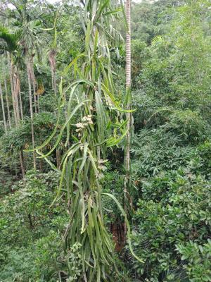 <a href="https://taieol.tw/muse/digi_object/5873feb1dde33c90676163bd5b8d31a3" target="_blank">三角柱／By：hua5／iNaturalist</a>