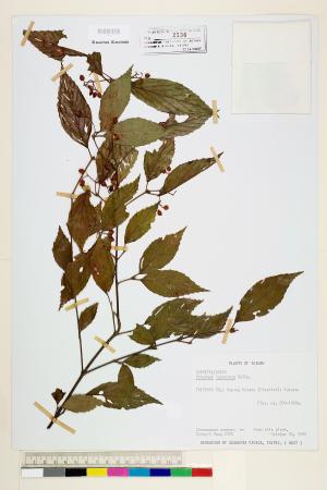 <a href="https://brmas.openmuseum.tw/muse/digi_object/39d9cef43a3fee758d85fb0e1f79fde0" target="_blank">呂宋莢蒾／中央研究院生物多樣性研究博物館植物標本館 (HAST)</a>