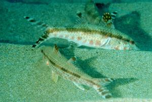 <a href="https://fishdb.sinica.edu.tw/muse/digi_object/744b6c7b18c706eb3d367634052dbe80" target="_blank">Upeneus tragula@fishdb-media-2908／魚類生態與演化研究室</a>