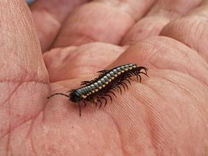 <a href="https://taieol.tw/muse/digi_object/12150c77a13a91d74e5b91e8ce0a2232" target="_blank">Orthomorphella pekuensis／By：mlb2005ts／iNaturalist</a>
