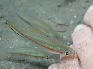 <a href="https://taieol.tw/muse/digi_object/518431f09d46b522c1532040ae1b7255" target="_blank">劍尾魚／By：mac11／iNaturalist</a>