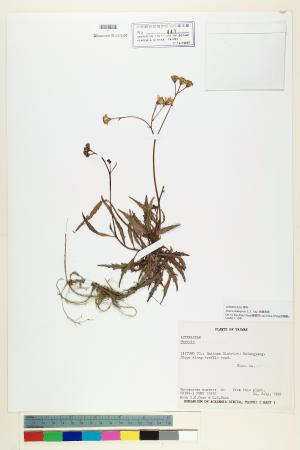 <a href="https://brmas.openmuseum.tw/muse/digi_object/3a3dff367965c64f0d8bee7f5faf2349" target="_blank">台東黃菀／中央研究院生物多樣性研究博物館植物標本館 (HAST)</a>