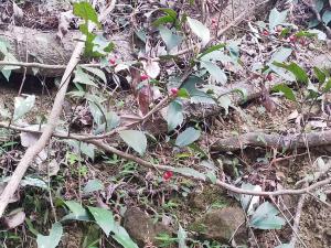 <a href="https://taieol.tw/muse/digi_object/bb43f71e0bf197286ab04aaa4c66ee31" target="_blank">雨傘仔／By：hosino_nagisa／iNaturalist</a>
