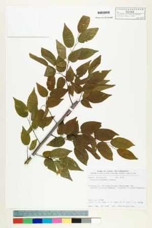 <a href="https://brmas.openmuseum.tw/muse/digi_object/3a71ed4f4ff284683dcf7eafcc41a088" target="_blank">阿里山千金榆／中央研究院生物多樣性研究博物館植物標本館 (HAST)</a>