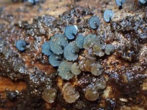 Mycena indigotica(靛藍小菇)