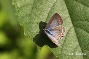 <a href="https://taieol.tw/muse/digi_object/876b6b5431c03aa8f8ca46bbb7e0b8da" target="_blank">青珈波灰蝶／By：台灣蝴蝶保育學會／台灣蝴蝶保育學會</a>