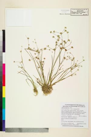 <a href="https://brmas.openmuseum.tw/muse/digi_object/3a8545646b0c0015b739a423f55a2c98" target="_blank">錢蒲／中央研究院生物多樣性研究博物館植物標本館 (HAST)</a>