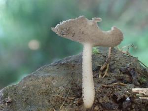 Helvella cupuliformis(杯狀馬鞍菌)